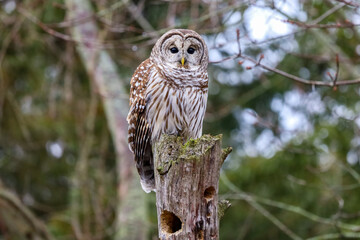 Cute Barred Owl perched on a tree