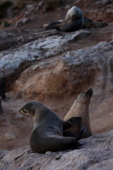 Obraz premium australian fur seal