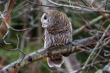 Side profile of a Barred Owl on a tree branch