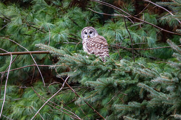 Barred Owl on a pine tree branch