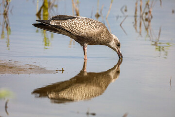 Seagull and it's reflection