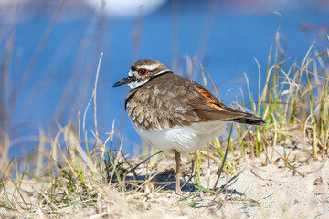 Killdeer standing on a sandy beach