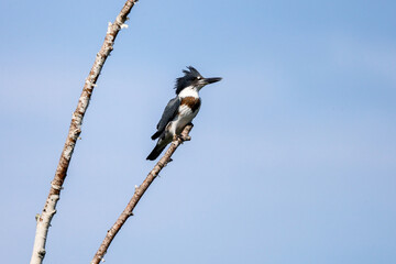 Belted Kingfisher perched on a tree branch looking for fish