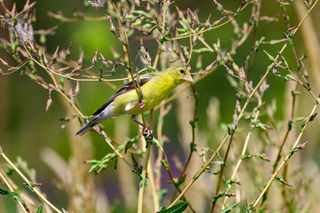Cute American Goldfinch eating wildflower