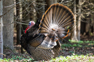 Wild turkey in the forest