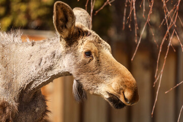 Fototapeta premium Close up shot of a baby Moose