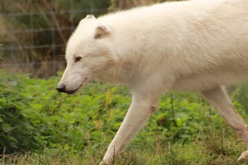 Deux loups arctiques blancs se tiennent dans un enclos grillag&eacute;. Leur regard per&ccedil;ant illustre la puissance, la r&eacute;sistance et la beaut&eacute; sauvage de ces pr&eacute;dateurs du grand Nord.