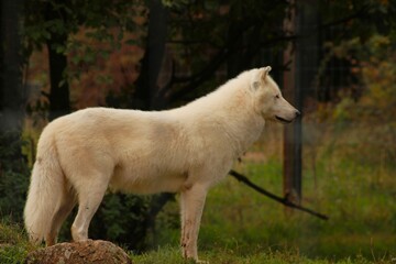 Obraz premium Deux loups arctiques blancs se tiennent dans un enclos grillagé. Leur regard perçant illustre la puissance, la résistance et la beauté sauvage de ces prédateurs du grand Nord.