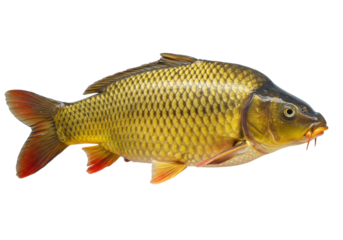 Isolated Common carp side view, freshwater angling fish in golden color, ready for cooking