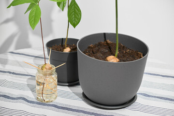 Two avocado plants in pots show their trunks clearly on a light-colored table. In front, a small sprouted avocado sits in a jar with visible roots. White background, cozy indoor gardening scene.