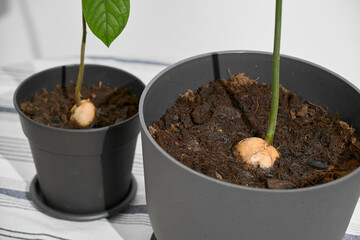 Two avocado plants in pots on a light-colored table, focusing on the soil and the pits from which their trunks grow. Cozy indoor gardening scene with clear view of growth.