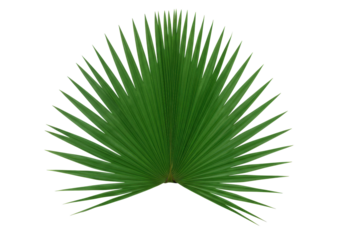 Isolated green palm leaf tropical decorative natural exotic foliage plant decoration