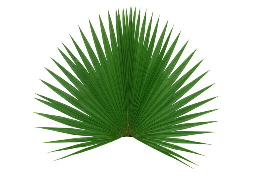 Isolated green palm leaf tropical decorative natural exotic foliage plant decoration