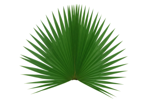 Isolated green palm leaf tropical decorative natural exotic foliage plant decoration