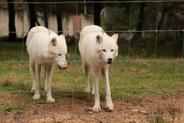 Obraz premium Deux loups arctiques blancs se tiennent dans un enclos grillagé. Leur regard perçant illustre la puissance, la résistance et la beauté sauvage de ces prédateurs du grand Nord.