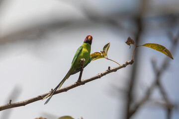 A flash of plum and emerald green — Sattal sings in wings unseen-Plum-headed Parakeet (Psittacula cyanocephala)