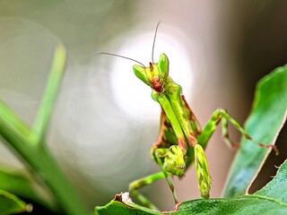 Insect close-up of a praying mantis resting on foliage, highlighting its camouflage and natural environment
