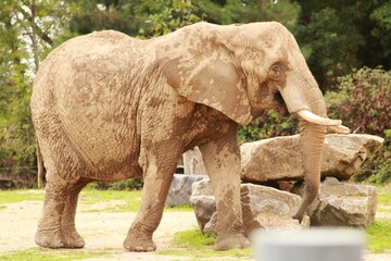 Naklejka premium Un éléphant d’Afrique se tient debout dans son enclos, sa trompe relevée vers un rocher. Ce portrait illustre la puissance, l’intelligence et la majesté du plus grand mammifère terrestre.