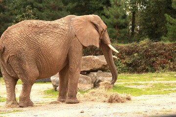 Un &eacute;l&eacute;phant d&rsquo;Afrique se tient debout dans son enclos, sa trompe relev&eacute;e vers un rocher. Ce portrait illustre la puissance, l&rsquo;intelligence et la majest&eacute; du plus grand mammif&egrave;re terrestre.