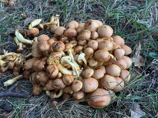 mushrooms in the grass.  Autumn nature, wild fungi, macro shot of mushrooms in natural habitat.