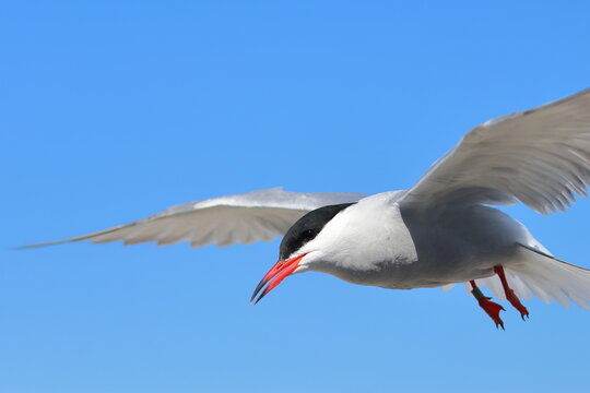 common tern