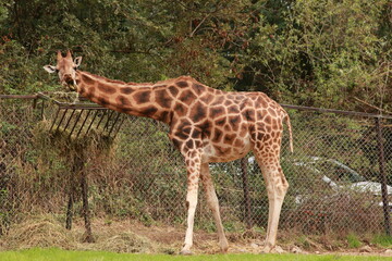 Une girafe se nourrit de foin dans son enclos, son long cou et ses taches caractéristiques bien visibles. Ce portrait illustre la grâce et la singularité de ce grand herbivore africain.