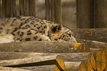 Un léopard des neiges repose sur une plateforme en bois entourée de végétation. Ce grand félin rare illustre la majesté, la force et la beauté sauvage des espèces menacées.