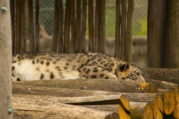 Un léopard des neiges repose sur une plateforme en bois entourée de végétation. Ce grand félin rare illustre la majesté, la force et la beauté sauvage des espèces menacées.