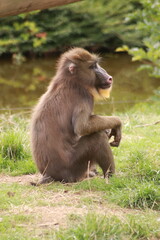 Un mandrill est assis dans l’herbe, observant attentivement son environnement. Ce primate coloré et puissant illustre la richesse, la force et la diversité de la faune africaine.