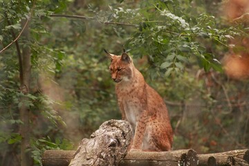 Un lynx observe attentivement son environnement, dissimulé dans la végétation. Ce grand félin d’Europe illustre la discrétion, la puissance et la beauté sauvage des forêts.