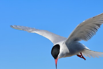 common tern