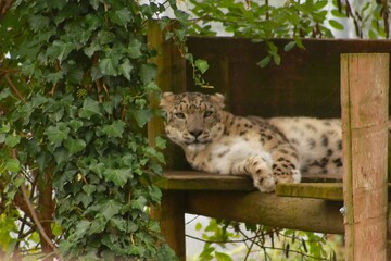 Un léopard des neiges repose sur une plateforme en bois entourée de végétation. Ce grand félin rare illustre la majesté, la force et la beauté sauvage des espèces menacées.