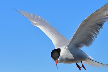 common tern