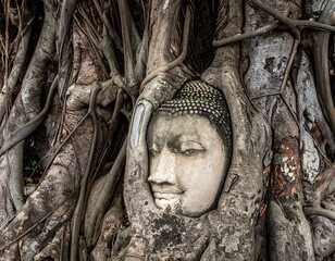 Ancient Buddha Head Entwined in Tree Roots at Ayutthaya Thailand.