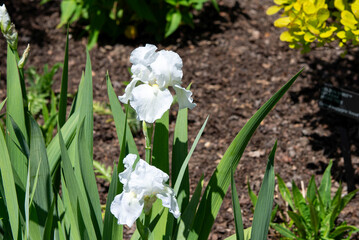 White iris flowers blooming in garden close-up