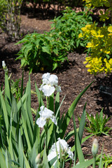 Beautiful white iris blossoms in spring garden