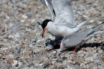common tern