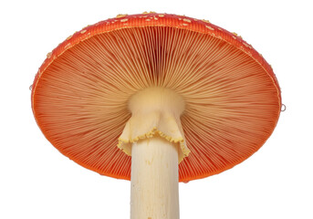 Isolated underside of a toadstool mushroom with visible gills and stipe for cooking or ingredient