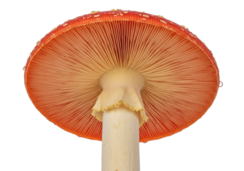 Isolated underside of a toadstool mushroom with visible gills and stipe for cooking or ingredient