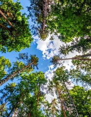 Lush forest canopy reaching to a partly cloudy sky