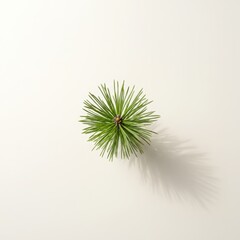 A top-down view of a vibrant green pine branch with needles fanning out against a beige background, casting a soft shadow, highlighting its natural texture and fresh color