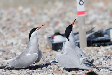 common tern