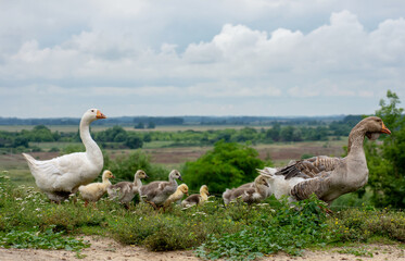 Pair Geese Leading Their Goslings