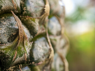 Close-up of raw pineapple, pineapple skin, macro shot of pineapple with bokeh. © Abimanyu