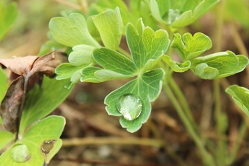 Single water droplet on a vibrant green columbine leaves
