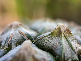 Close-up of raw pineapple, pineapple skin, macro shot of pineapple with bokeh. © ABYM