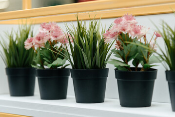 five small green houseplants on shelf
