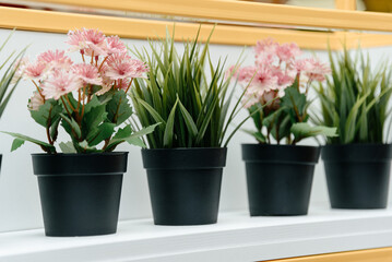 five small green houseplants on shelf