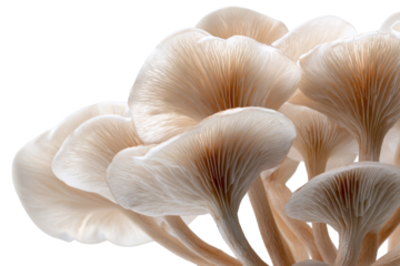 Fantasy Urban Landscape – Mushroom-Shaped Skyscraper Structures