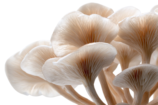 Fantasy Urban Landscape – Mushroom-Shaped Skyscraper Structures